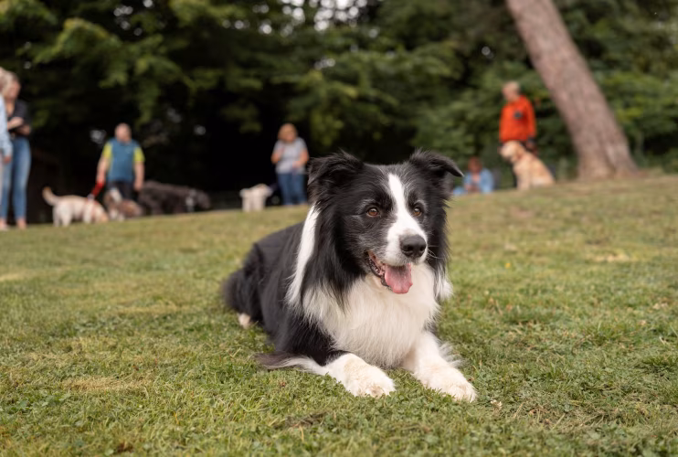 Patientenhund auf dem Klinikgelände